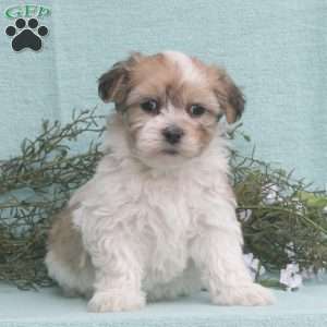Cody, Havachon Puppy